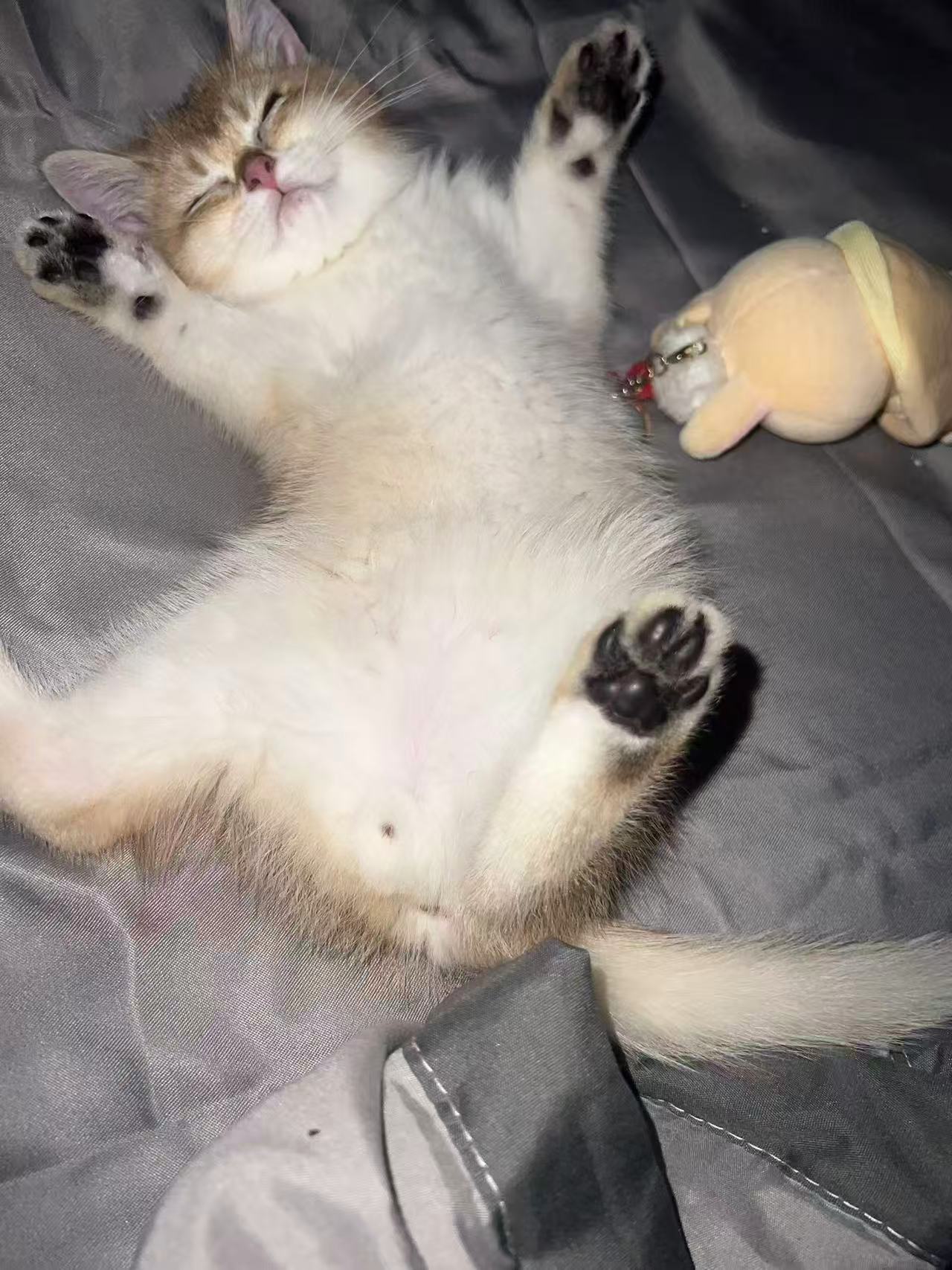 caaaaat